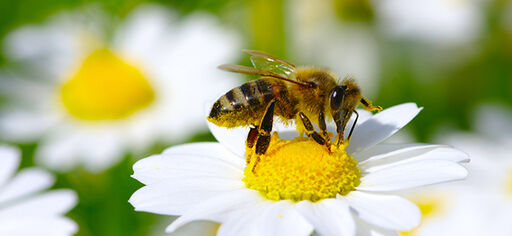 Pölytystä ja mehiläisten hyvinvointia edistävät kasvit