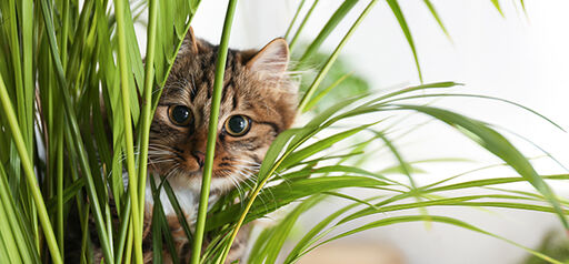 Nämä kasvit ovat myrkyllisiä kissoille ja koirille