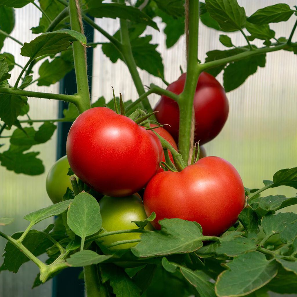 Tomaattien kasvattaminen