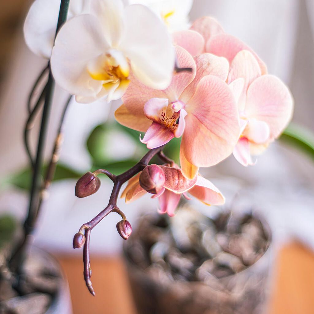 Vinkkejä orkideojen asetteluun