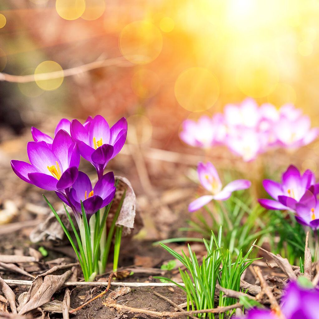 Puutarhakalenteri – puutarhan kevättoimet