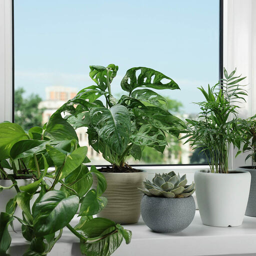 Ihania kasveja kaikille ikkunoille