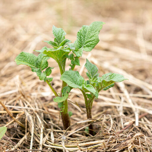 Kateviljely – helppo menetelmä, joka rikastuttaa maaperää