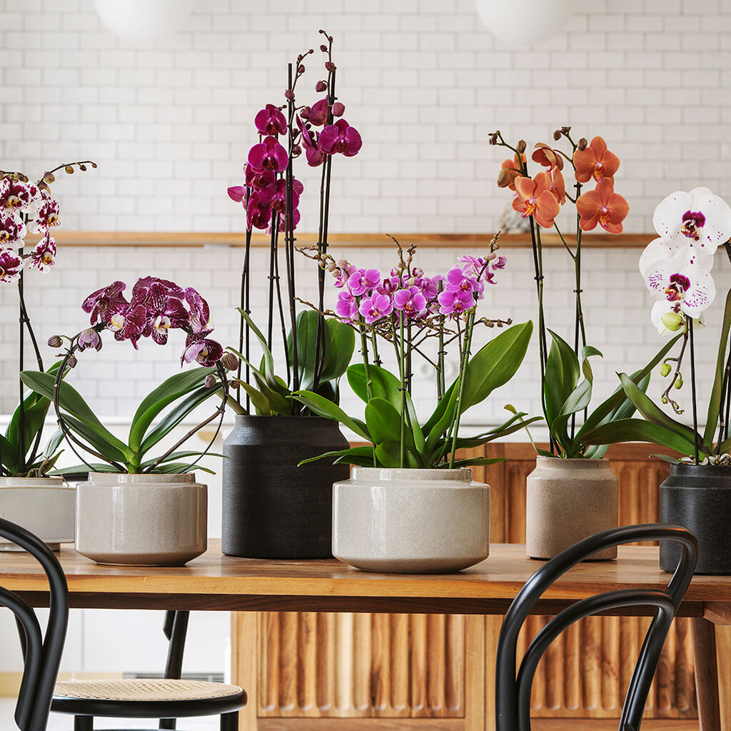 Orkideat – näin onnistut