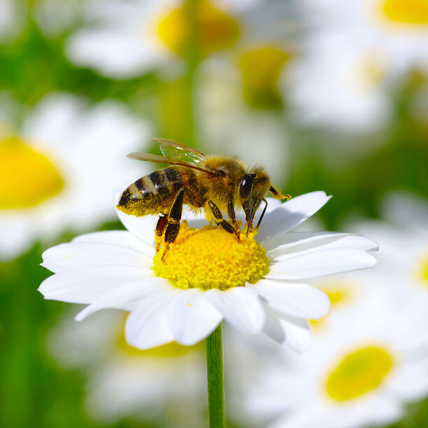 Opas: Pölytystä ja mehiläisten hyvinvointia edistävät kasvit