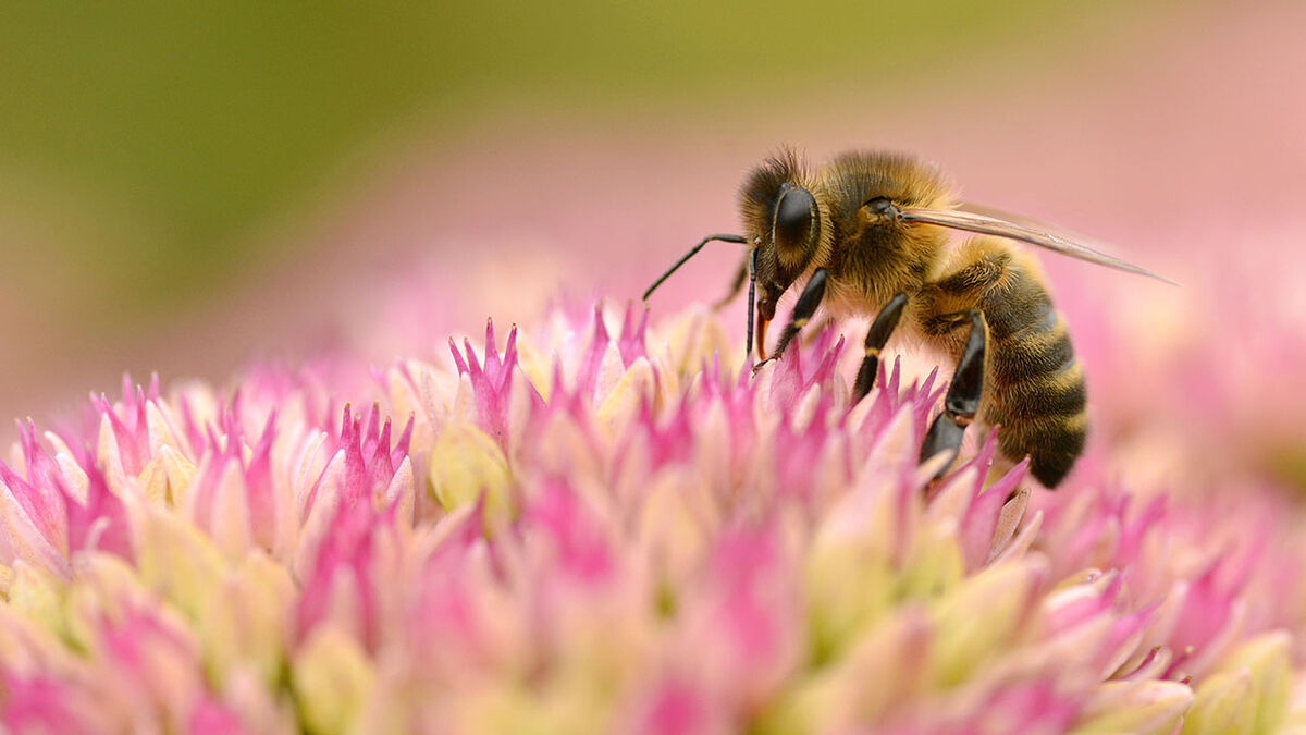 Mehiläisten iloksi ja hyödyksi