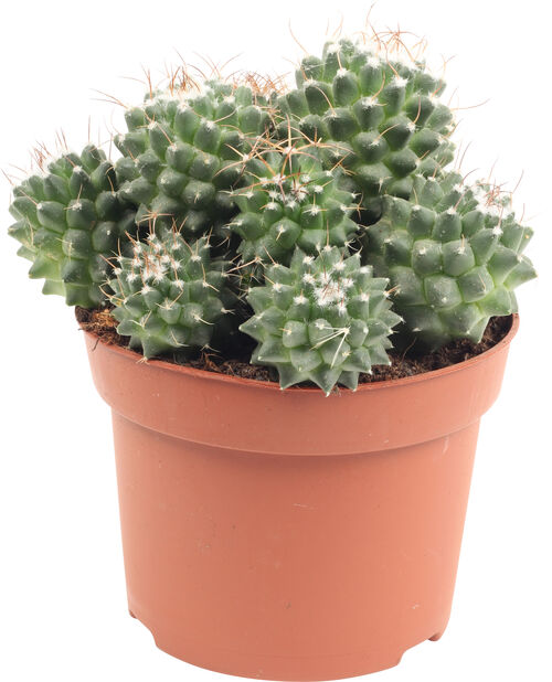 Pyöreä kaktus, Korkeus 20 cm, Vihreä