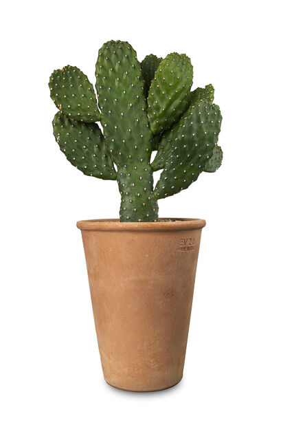 Kaktuslajitelma terrakottaruukussa, Korkeus 20 cm, Vihreä