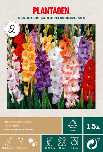 Suurikukkainen gladioluslajitelma, 15 kpl, Monivärinen