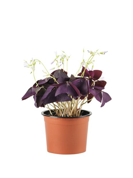Kolmiokäenkaali Korkeus 25 cm Violetti | Plantagen