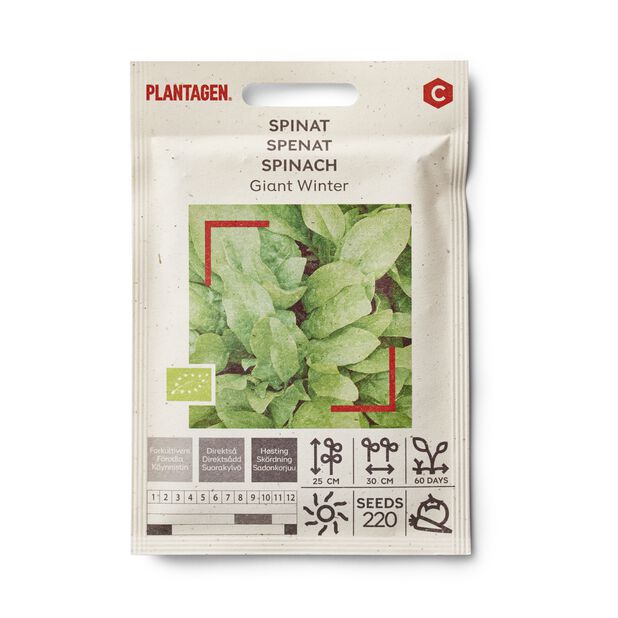 Spinach 'Giant Winter'