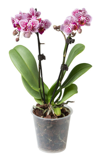 Top 29+ imagen plantagen orkidea