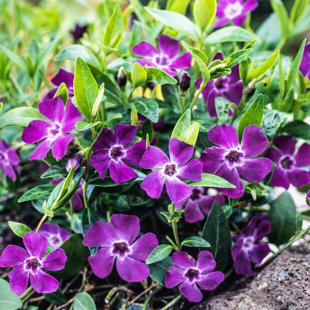 Pikkutalvio 'Atropurpurea' 6 kpl Violetti | Plantagen