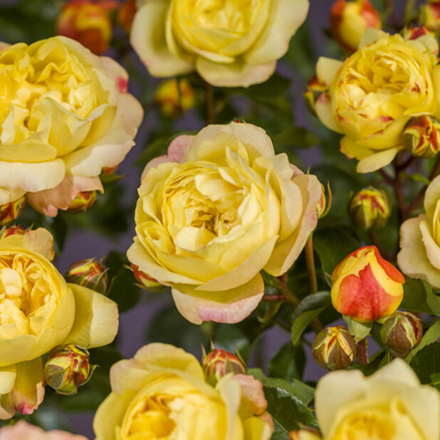 Top 21+ imagen keltainen ruusu avoimet työpaikat