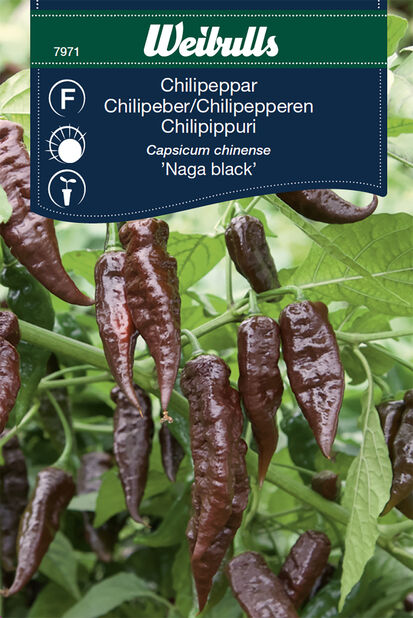 Chili 'Naga Black'