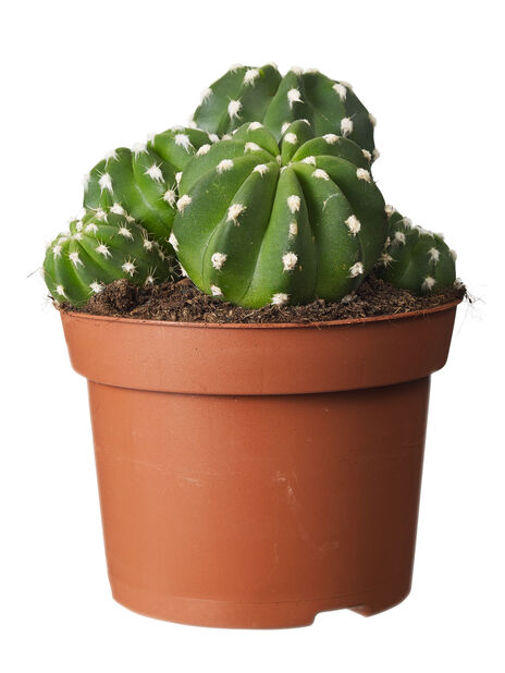 Kaktus-lajitelma, Korkeus 20 cm, Vihreä