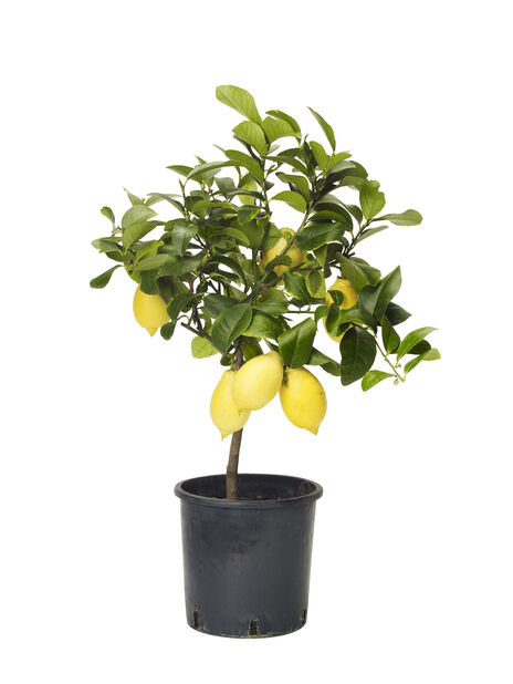 Sitruspuu , Ø21 cm, Keltainen