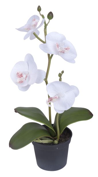 Orkidea pieni tekokasvi, Korkeus 25 cm, Valkoinen