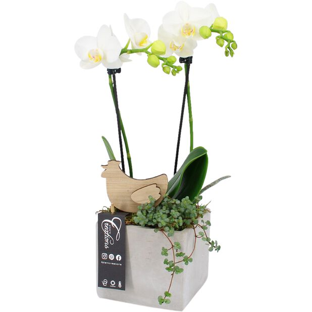 Pääsiäisistutus orkideasta, Korkeus 45 cm, Valkoinen