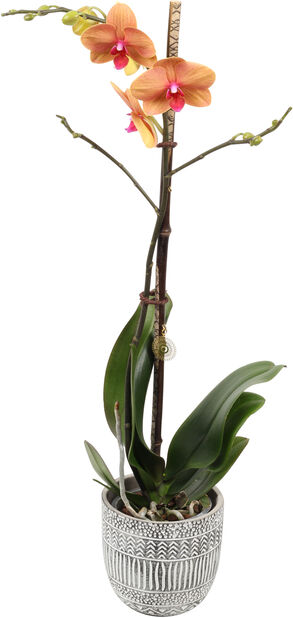 Perhosorkidea 'Hadithi', Korkeus 65 cm, Useita värejä