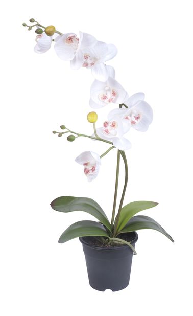 Orkidea tekokasvi, Korkeus 53 cm, Valkoinen