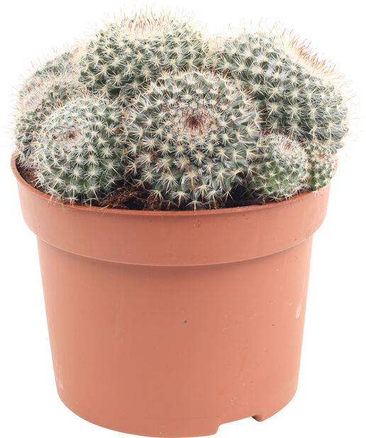 Pyöreä kaktus, Korkeus 20 cm, Vihreä
