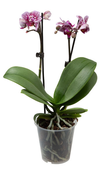 Orkidea Multa