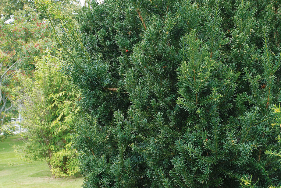Kartiomarjakuusi  'Hillii', Korkeus 25-30 cm, Vihreä