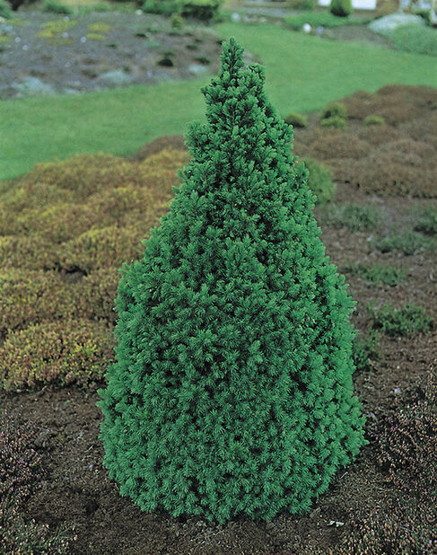 Kartiovalkokuusi, Korkeus 25-30 cm, Vihreä