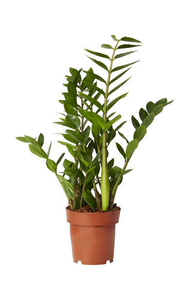 Palmuvehka, Korkeus 65 cm, Vihreä