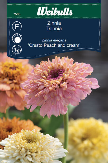Tsinnia 'Cresto Peach and Cream'