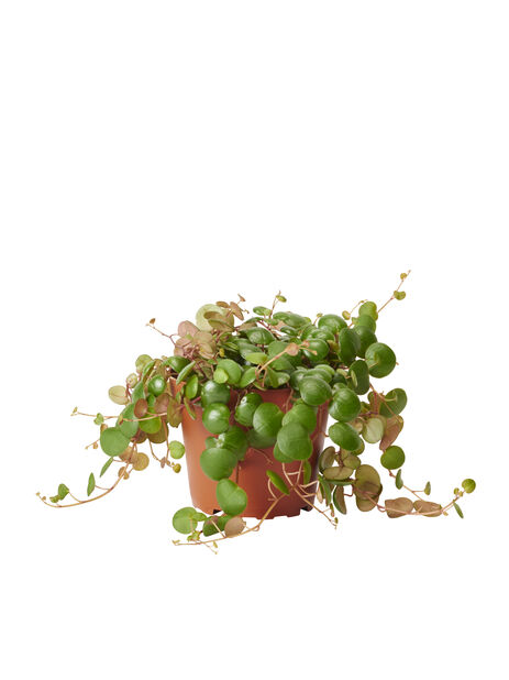 Muorinkukka 'Pepperspot', Korkeus 25 cm, Vihreä
