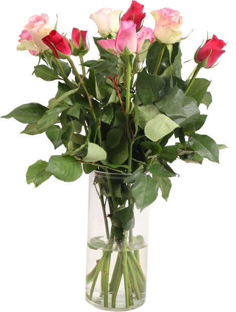 Ruusut 12-pakk, Korkeus 40 cm, Useita värejä