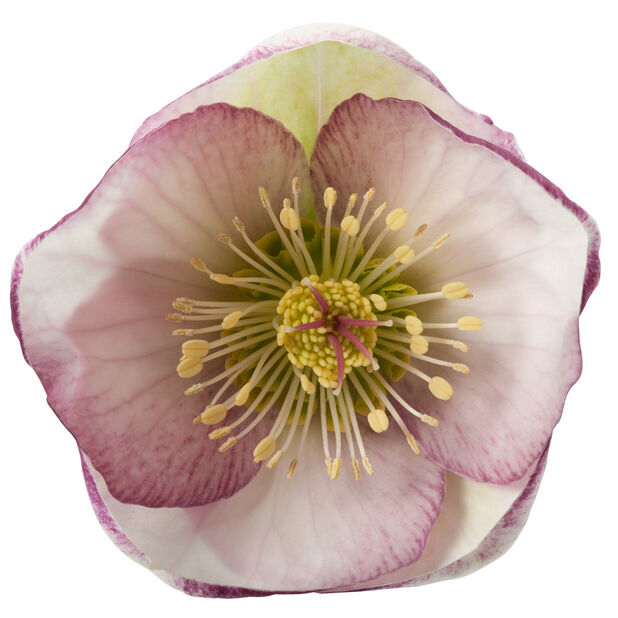 Jouluruusu 'Glenda', Ø15 cm, Violetti