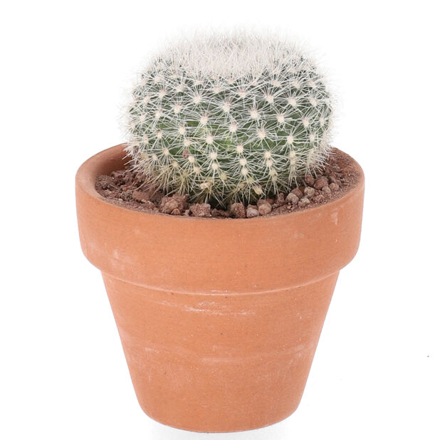 Kaktus-lajitelma, Korkeus 7 cm, Vihreä