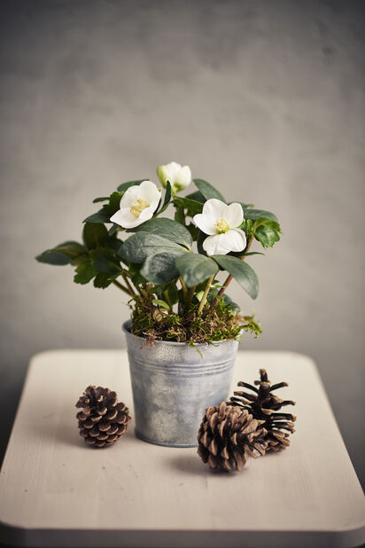 Jouluruusu , Ø10.5 cm, Valkoinen