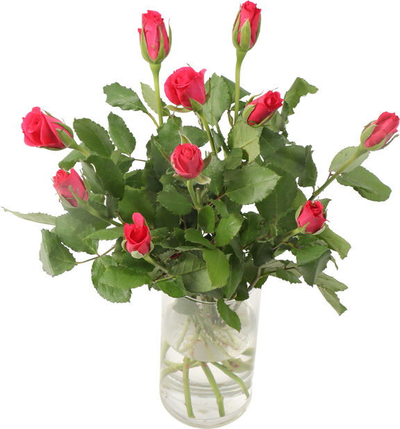 Ruusut premium 10-pakk, Korkeus 40 cm, Useita värejä