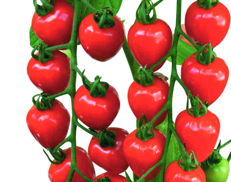 Mansikkatomaatti 'Garden Berry', Ø10.5 cm, Punainen