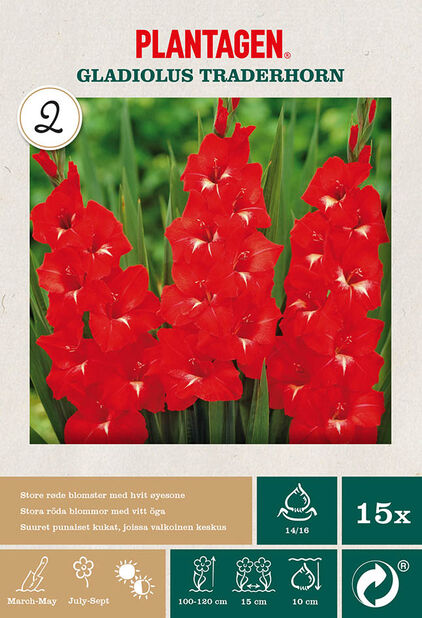 Suurikukkainen gladiolus ’Traderhorn’, 15 kpl, Punainen