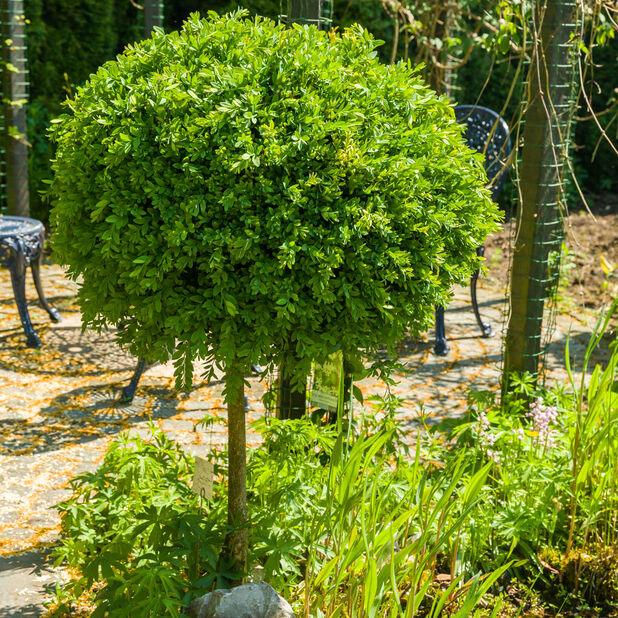 Puksipuu rungollinen, Korkeus 80 cm, Vihreä