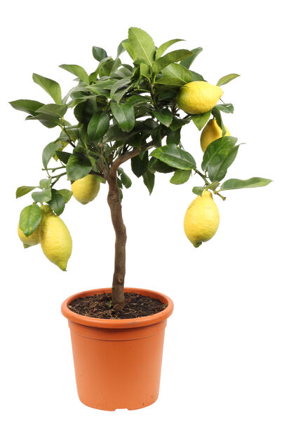 Sitruspuu , Ø21 cm, Keltainen