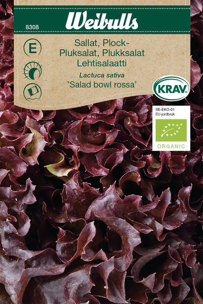 Lehtisalaatti 'Salad Bowl Rossa' Luomu