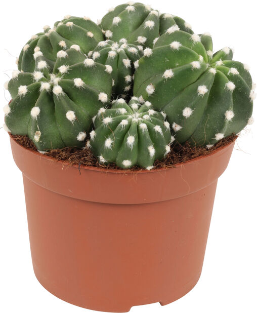 Kaktus-lajitelma, Korkeus 20 cm, Vihreä