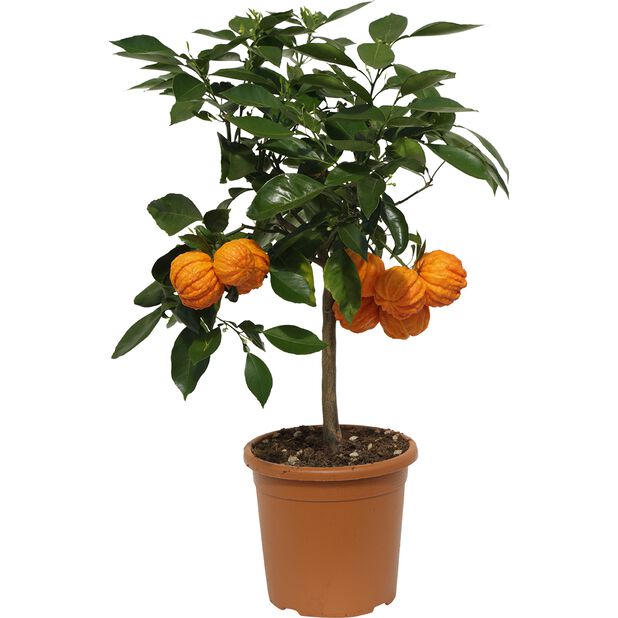 Appelsiini 'Corrugata', Ø19 cm, Oranssi