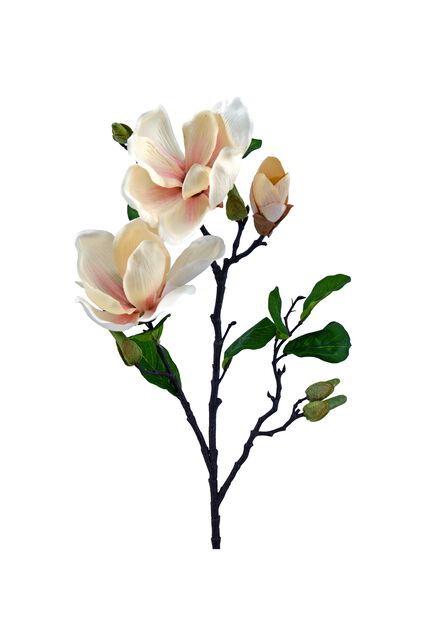 Top 7+ imagen magnolian oksa plantagen