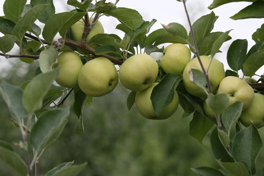 Top 12+ imagen omenapuu hinta plantagen