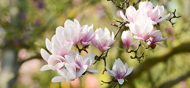 magnoliat-nain-onnistut