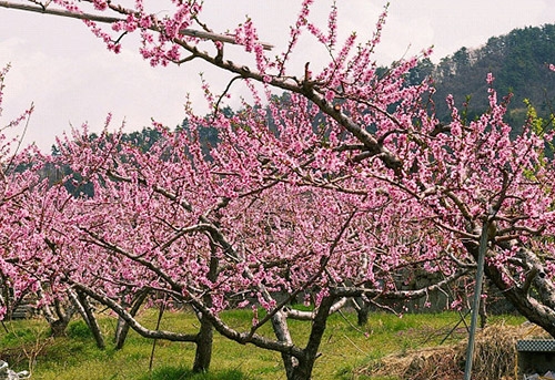 persika blommor