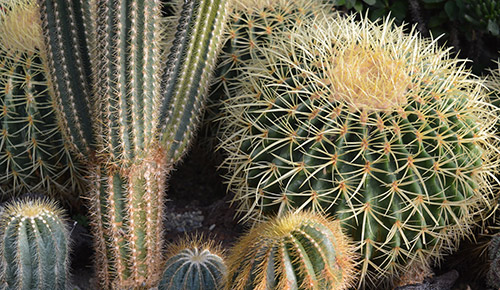 Kaktus lajikkeet