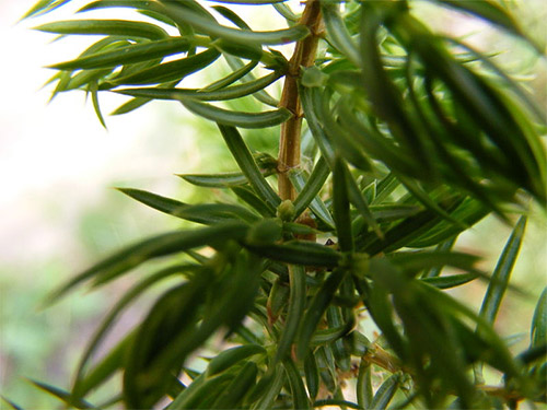 Kataja – Juniperus communis